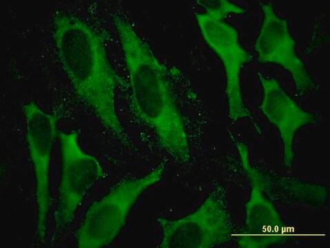 Monoclonal Anti-GSTA2, (N-terminal) antibody produced in mouse clone 3D4, purified immunoglobulin, buffered aqueous solution