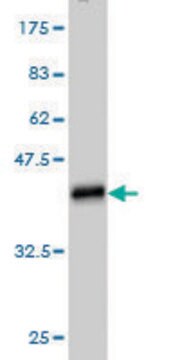 Monoclonal Anti-NMNAT2 antibody produced in mouse clone 2E4, purified immunoglobulin, buffered aqueous solution