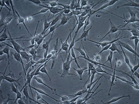 OSUMMER.12 Mouse NRAS-Mutant Melanoma Cell Line