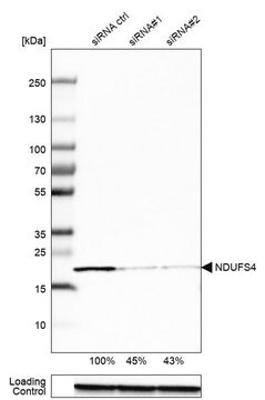 抗NDUFS4 ウサギ宿主抗体 Prestige Antibodies&#174; Powered by Atlas Antibodies, affinity isolated antibody, buffered aqueous glycerol solution