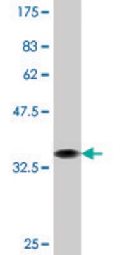 Monoclonal Anti-PCSK1, (C-terminal) antibody produced in mouse clone 2G12, purified immunoglobulin, buffered aqueous solution