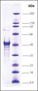 LXR, &#945; isoform, N-terminal region (1-182), GST tagged &#946; human recombinant, expressed in E. coli, &#8805;80% (SDS-PAGE)