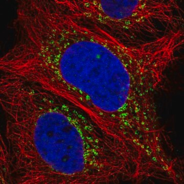 Anti-LY75 antibody produced in rabbit Prestige Antibodies&#174; Powered by Atlas Antibodies, affinity isolated antibody