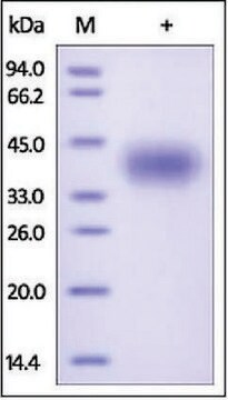 CD200/OX-2 human recombinant, expressed in HEK 293 cells, &#8805;98% (SDS-PAGE)