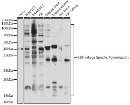 Anti-K29-linkage Specific Polyubiquitin antibody produced in rabbit