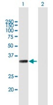 Anti-MYF6 antibody produced in mouse purified immunoglobulin, buffered aqueous solution