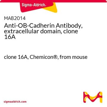 Anti-OB-Cadherin Antibody, extracellular domain, clone 16A clone 16A, Chemicon&#174;, from mouse