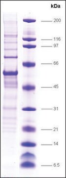 E2F-1 (RBAP-1) human recombinant, expressed in insect cells, &#8805;70% (SDS-PAGE)