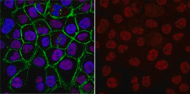 Anti-SKP1 Antibody, clone 3F3.1 clone 3F3.1, from mouse