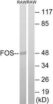 Anti-FOS antibody produced in rabbit affinity isolated antibody