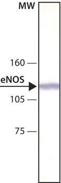 Monoclonal Anti-Nitric Oxide Synthase, Endothelial antibody produced in mouse clone NOS-E1, ascites fluid