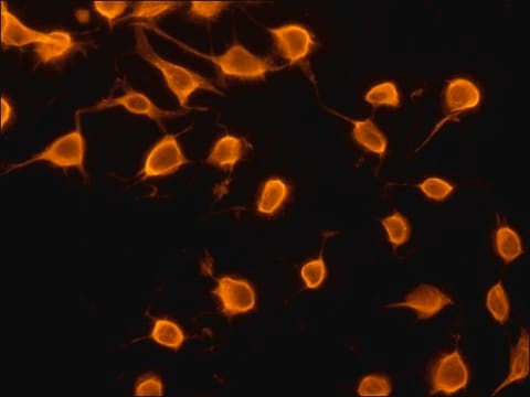 Anti-eIF4E antibody produced in rabbit ~1&#160;mg/mL, affinity isolated antibody, buffered aqueous solution