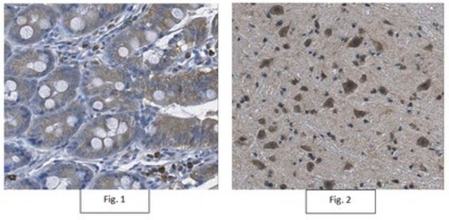 Anti-p67-phox (not Human) Antibody from rabbit, purified by affinity chromatography