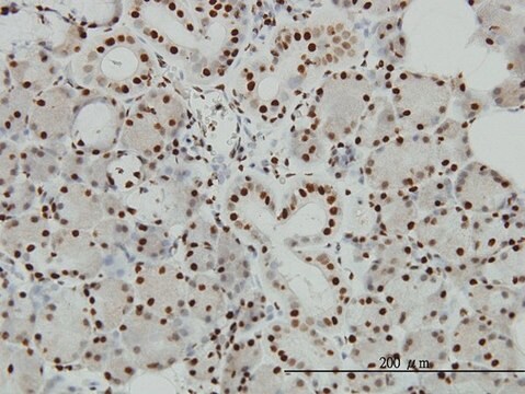 Monoclonal Anti-EP300 antibody produced in mouse clone 1B1, purified immunoglobulin, buffered aqueous solution