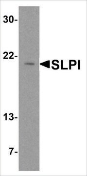 Anti-SLPI (ab1) antibody produced in rabbit affinity isolated antibody, buffered aqueous solution