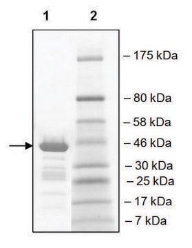 TAF1L (1517-1649) GST tag human recombinant, expressed in E. coli, &#8805;89% (SDS-PAGE)