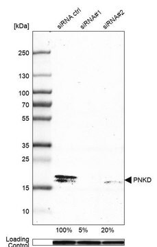 Anti-PNKD antibody produced in rabbit Prestige Antibodies&#174; Powered by Atlas Antibodies, affinity isolated antibody, buffered aqueous glycerol solution