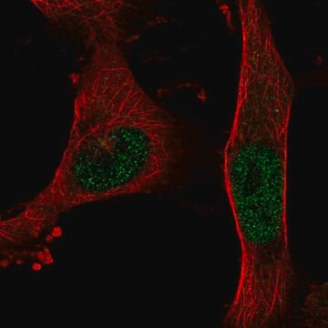 Anti-BNC2 antibody produced in rabbit Prestige Antibodies&#174; Powered by Atlas Antibodies, affinity isolated antibody