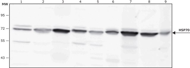 Anti-HSP70 antibody produced in rabbit IgG fraction of antiserum