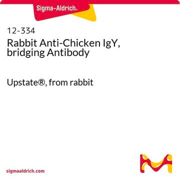 Rabbit Anti-Chicken IgY, bridging Antibody Upstate&#174;, from rabbit