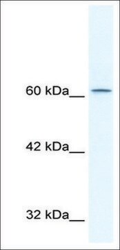 Anti-TLE3 antibody produced in rabbit IgG fraction of antiserum