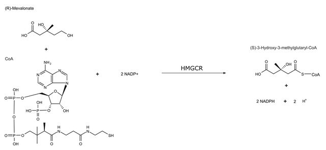 3-Hydroxy-3-methylglutaryl-CoA reductase human solution