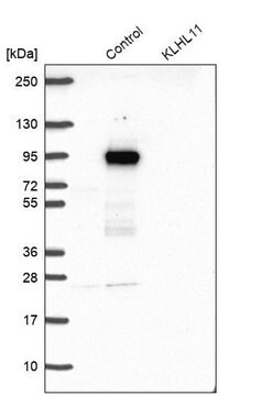 Anti-KLHL11 antibody produced in rabbit Prestige Antibodies&#174; Powered by Atlas Antibodies, affinity isolated antibody, buffered aqueous glycerol solution