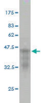 Monoclonal Anti-CDKL5 antibody produced in mouse clone 1D9, purified immunoglobulin, buffered aqueous solution