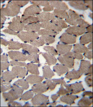 ANTI-MGAT4C (C-TERM) antibody produced in rabbit IgG fraction of antiserum, buffered aqueous solution