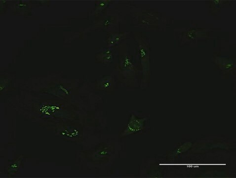 Anti-GCC1 antibody produced in mouse purified immunoglobulin, buffered aqueous solution