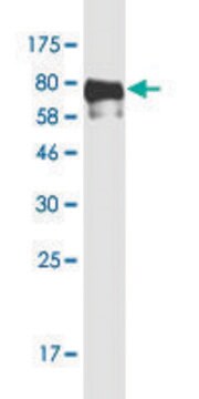 Monoclonal Anti-TFEB antibody produced in mouse clone S3, purified immunoglobulin