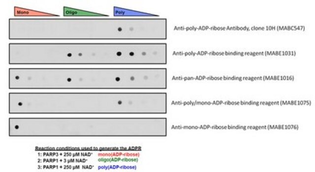 Anti-mono- ADP-ribose binding reagent from Escherichia coli