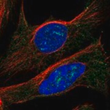 Anti-CLN6 antibody produced in rabbit Prestige Antibodies&#174; Powered by Atlas Antibodies, affinity isolated antibody, buffered aqueous glycerol solution