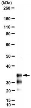 Anti-CH25H Antibody, clone 18G9