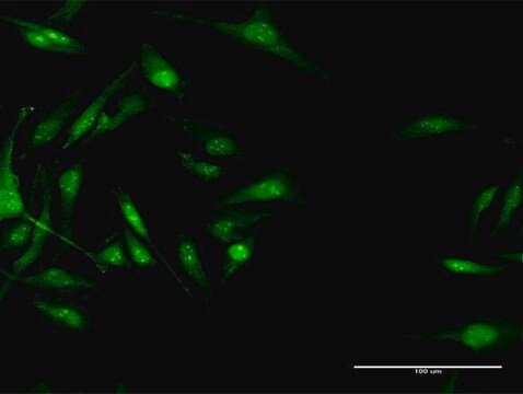 Anti-CACNB3 antibody produced in rabbit purified immunoglobulin, buffered aqueous solution