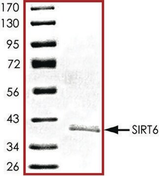 SIRT6, active, His tagged human recombinant, expressed in baculovirus infected Sf9 cells, &#8805;70% (SDS-PAGE), buffered aqueous glycerol solution