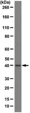 Anti-TATA-box-binding protein Antibody, clone SL30-3-563 clone SL30-3-563, from mouse