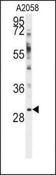 Anti-WBP2 (N-term) antibody produced in rabbit saturated ammonium sulfate (SAS) precipitated, buffered aqueous solution