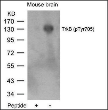 Anti-phospho-NTRK2 (pTyr705) antibody produced in rabbit affinity isolated antibody