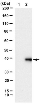 Anti-IKFZ3 degron tag Antibody, clone 1C3-D3-F8