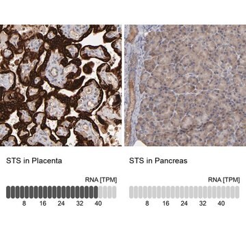 Anti-STS antibody produced in rabbit Prestige Antibodies&#174; Powered by Atlas Antibodies, affinity isolated antibody, buffered aqueous glycerol solution