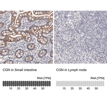 Anti-CGN antibody produced in rabbit Prestige Antibodies&#174; Powered by Atlas Antibodies, affinity isolated antibody, buffered aqueous glycerol solution, ab1