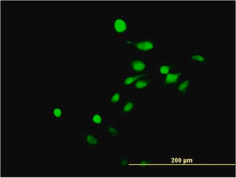 Monoclonal Anti-NR4A3 antibody produced in mouse clone 1E9, purified immunoglobulin, buffered aqueous solution