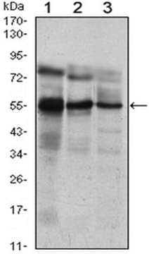 Anti-ETV5 Antibody, clone 3H3 ascites fluid, clone 3H3, from mouse