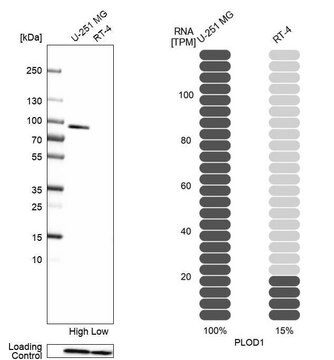 Anti-PLOD1 antibody produced in rabbit Prestige Antibodies&#174; Powered by Atlas Antibodies, affinity isolated antibody, buffered aqueous glycerol solution