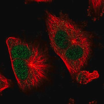 Anti-TSR1 antibody produced in rabbit Prestige Antibodies&#174; Powered by Atlas Antibodies, affinity isolated antibody