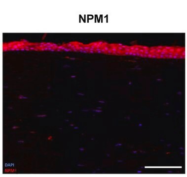 Anti-NPM1 (AB2) antibody produced in rabbit IgG fraction of antiserum