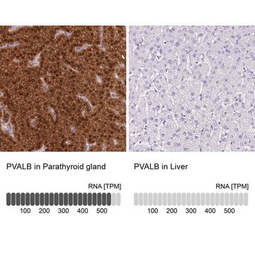 Anti-PVALB antibody produced in rabbit Prestige Antibodies&#174; Powered by Atlas Antibodies, affinity isolated antibody, buffered aqueous glycerol solution