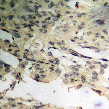 Anti-phospho-p27 Kip1 (pThr198) antibody produced in rabbit affinity isolated antibody