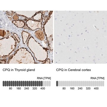 Anti-CPQ antibody produced in rabbit Prestige Antibodies&#174; Powered by Atlas Antibodies, affinity isolated antibody, buffered aqueous glycerol solution, Ab2